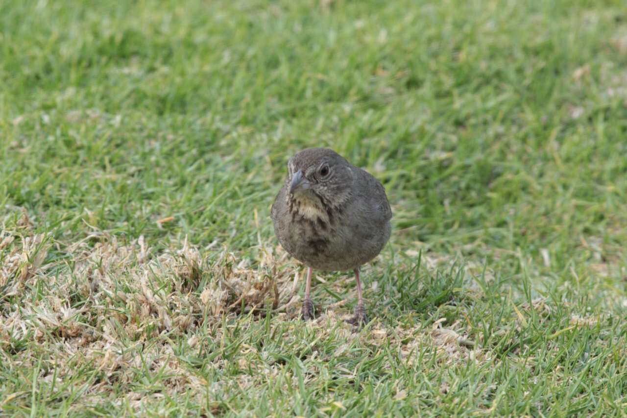 Image of Canyon Towhee