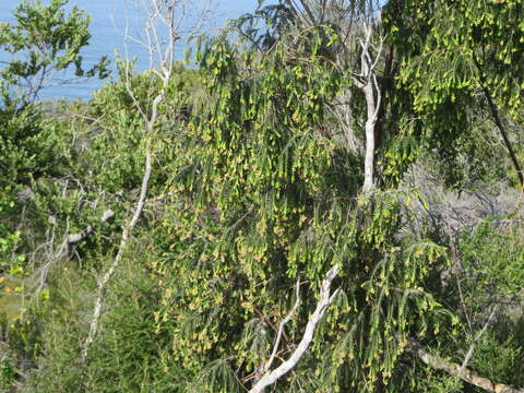 Image of Passerina falcifolia C. H. Wright