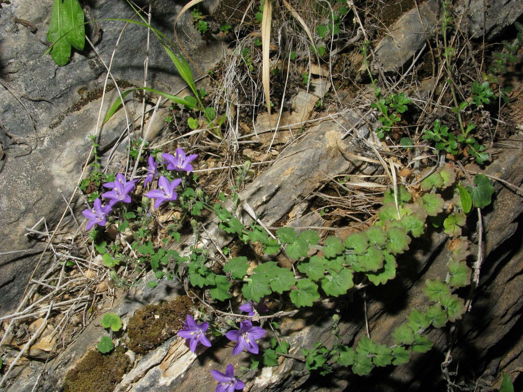 Image of Campanula arvatica subsp. adsurgens (Leresche & Levier) Damboldt