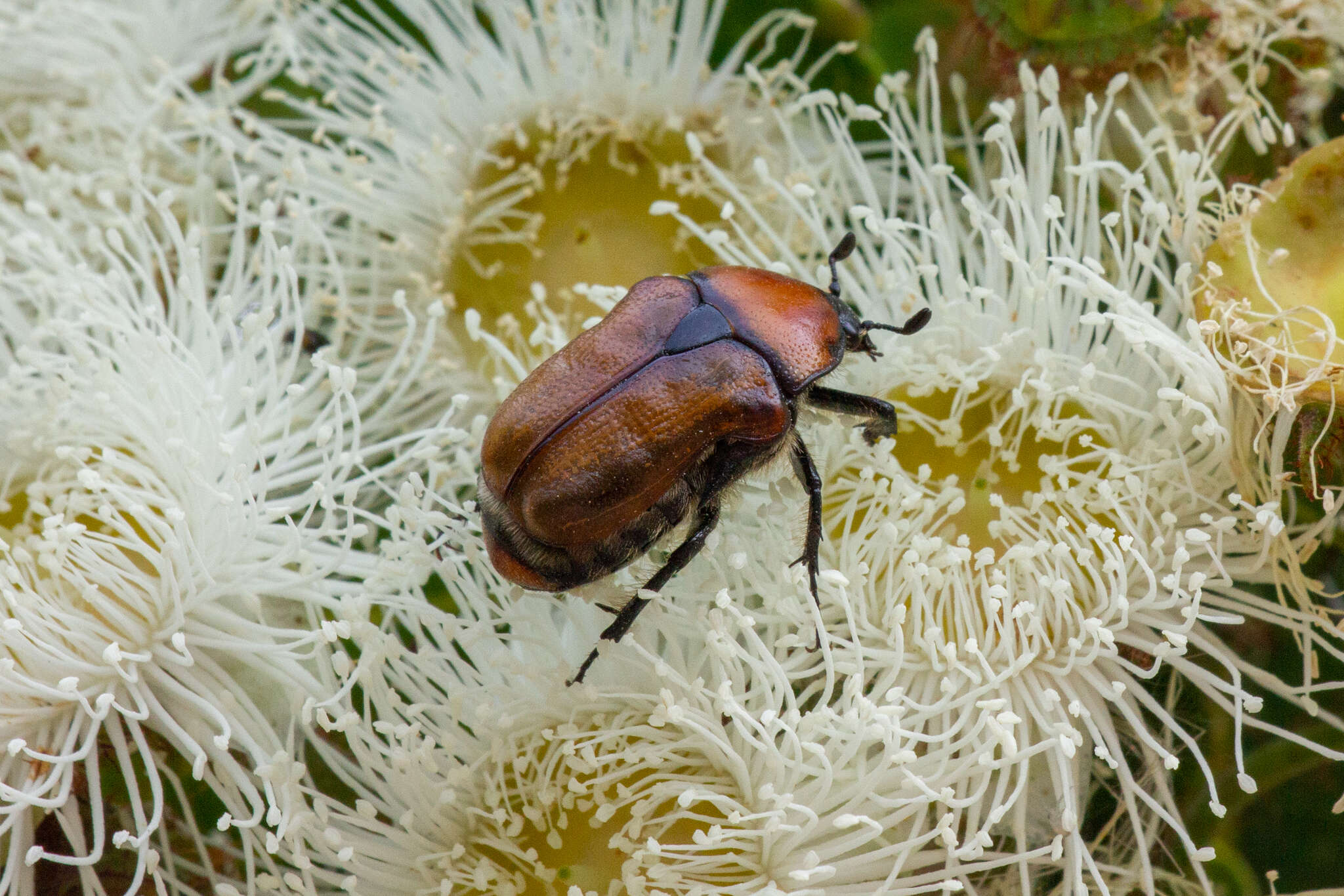 Imagem de Bisallardiana gymnopleura (Fischer von Waldheim 1823)