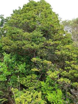 Image of Sawara Cypress