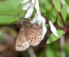 Image of Mottled Duskywing