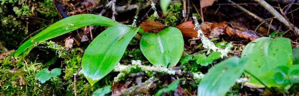 Слика од Clintonia borealis (Aiton) Raf.