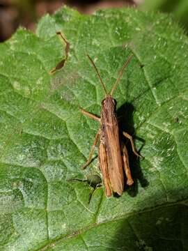 Chorthippus (Glyptobothrus) apricarius (Linnaeus 1758) resmi