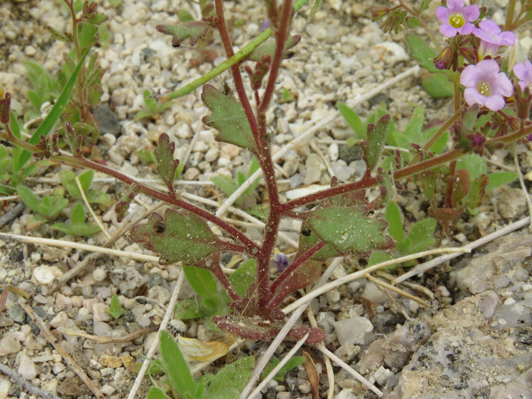 Phacelia pulchella A. Gray resmi