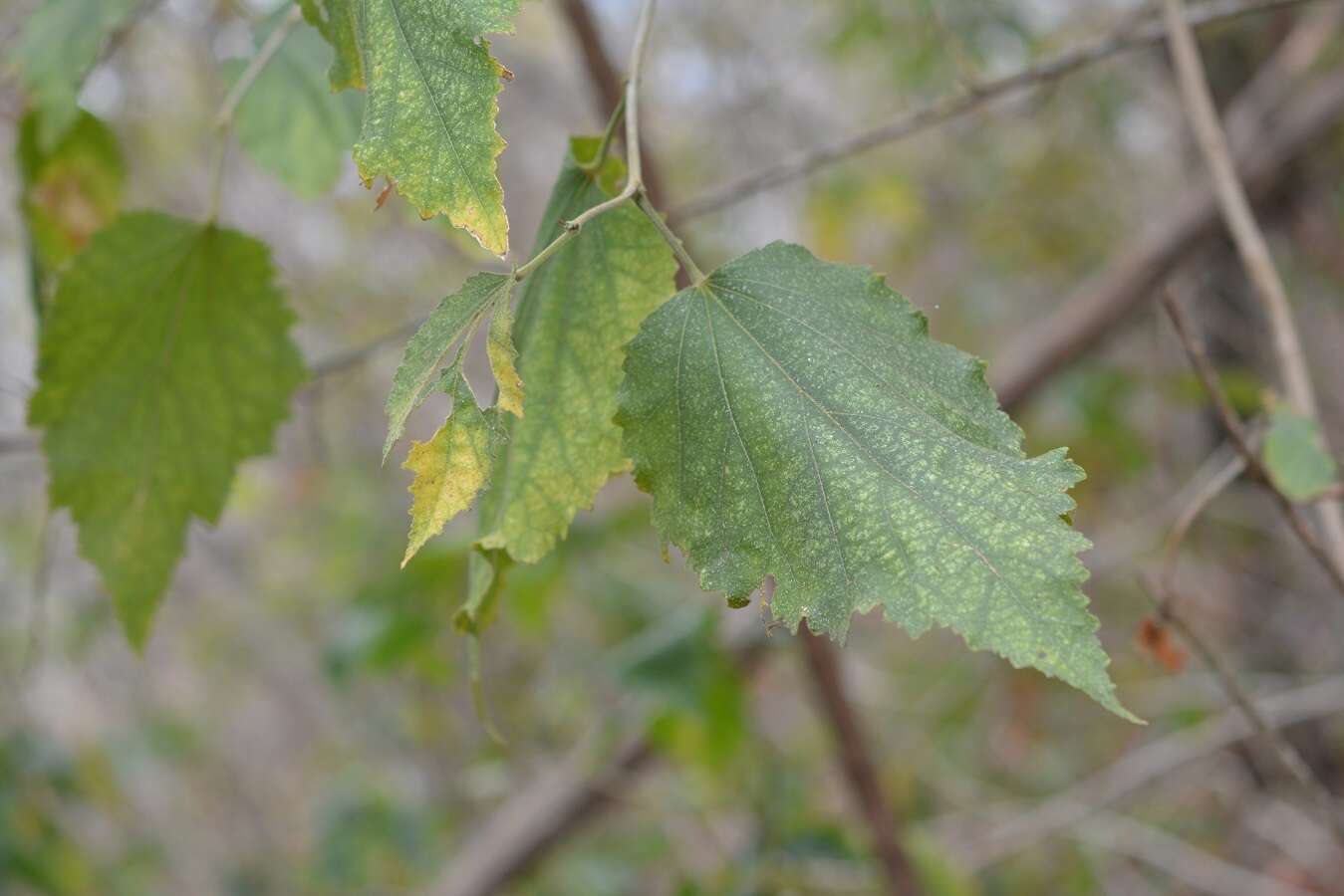 Robinsonella pilosissima Fryxell resmi