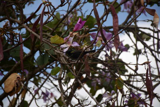 Image of Bronze Sunbird