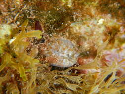 Image of Scarlet Coral