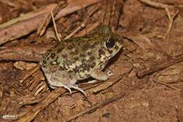 Image of Burrowing frog