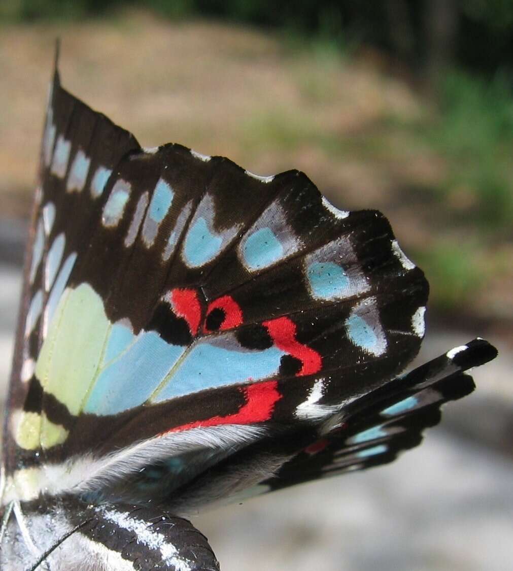 Graphium evemon (Boisduval 1836) resmi