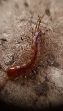 Image of Lithobius variegatus Leach 1814