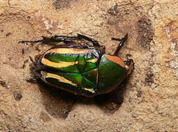 Image of Dicronorhina derbyana derbyana Westwood 1842