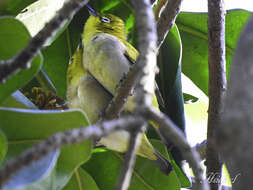 Image of Swinhoe's White-eye