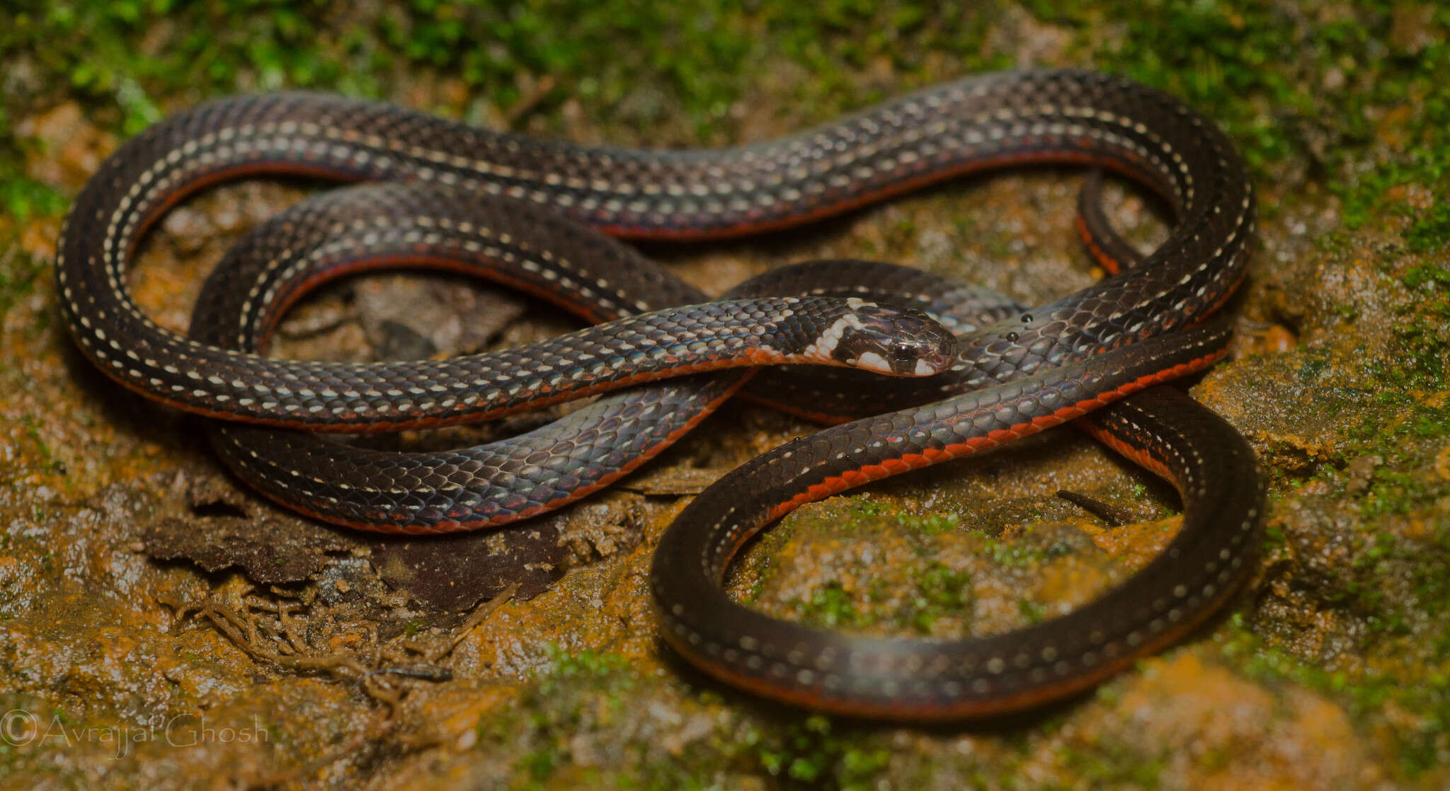 Image of Black Coral Snake