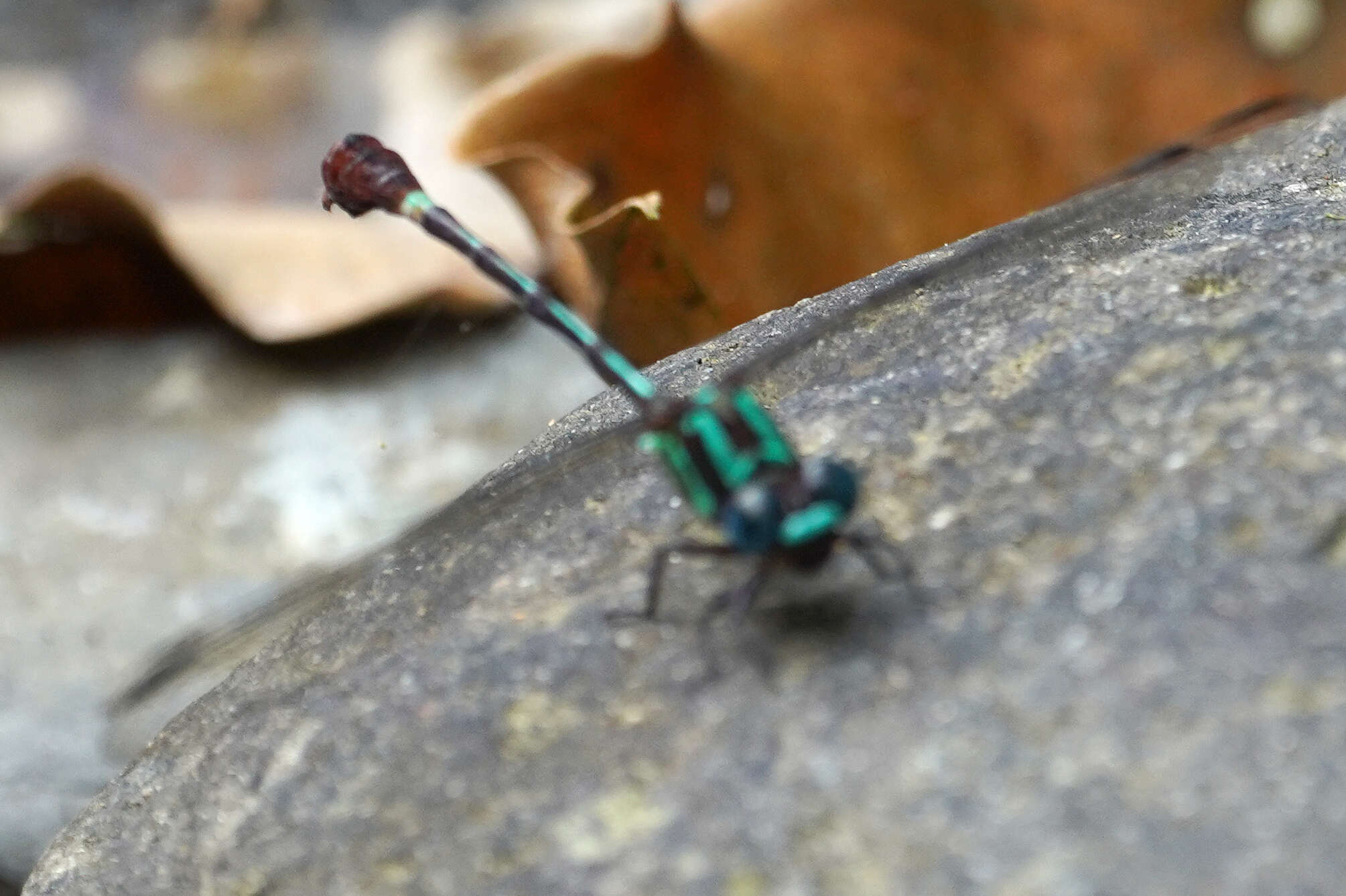 Imagem de Erpetogomphus sabaleticus Williamson 1918