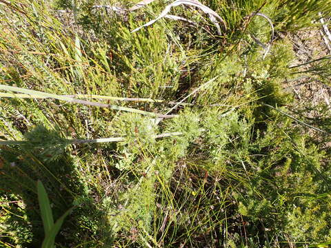 Image of Thamnochortus cinereus H. P. Linder