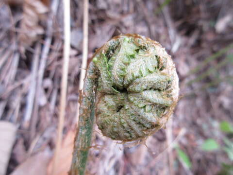 Image de Onoclea orientalis (Hook.) Hook.