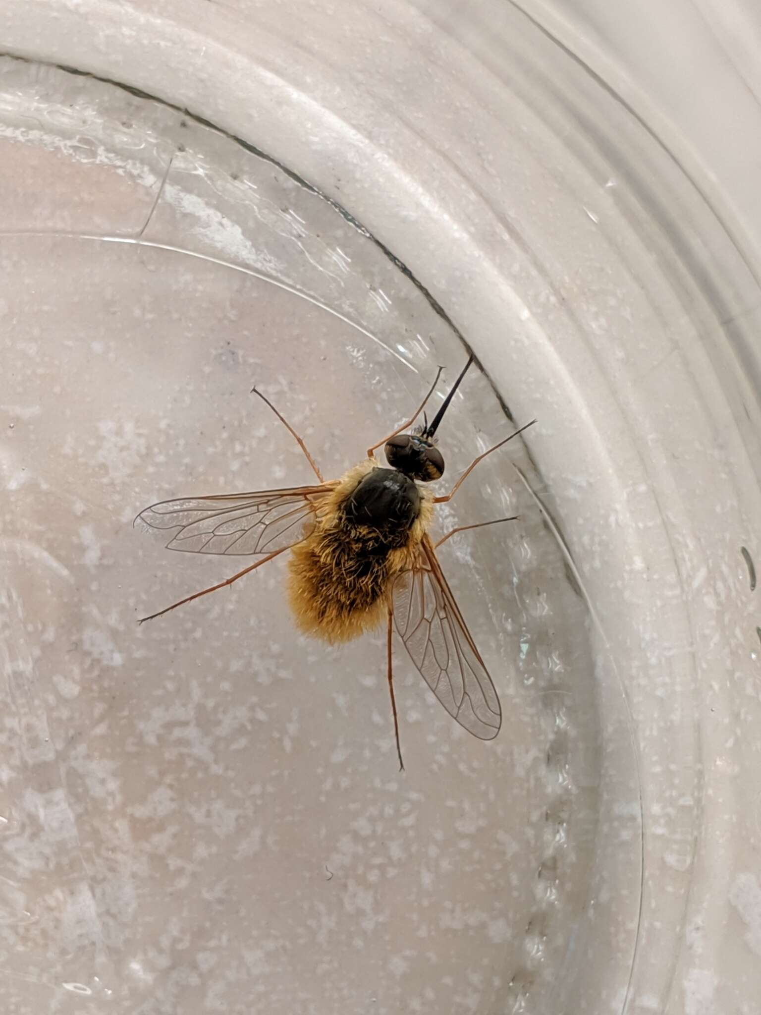 Image of grasshopper bee fly