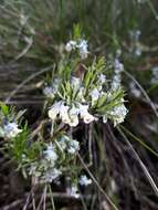 Image de Pigea floribunda (Lindl.) Lindl.