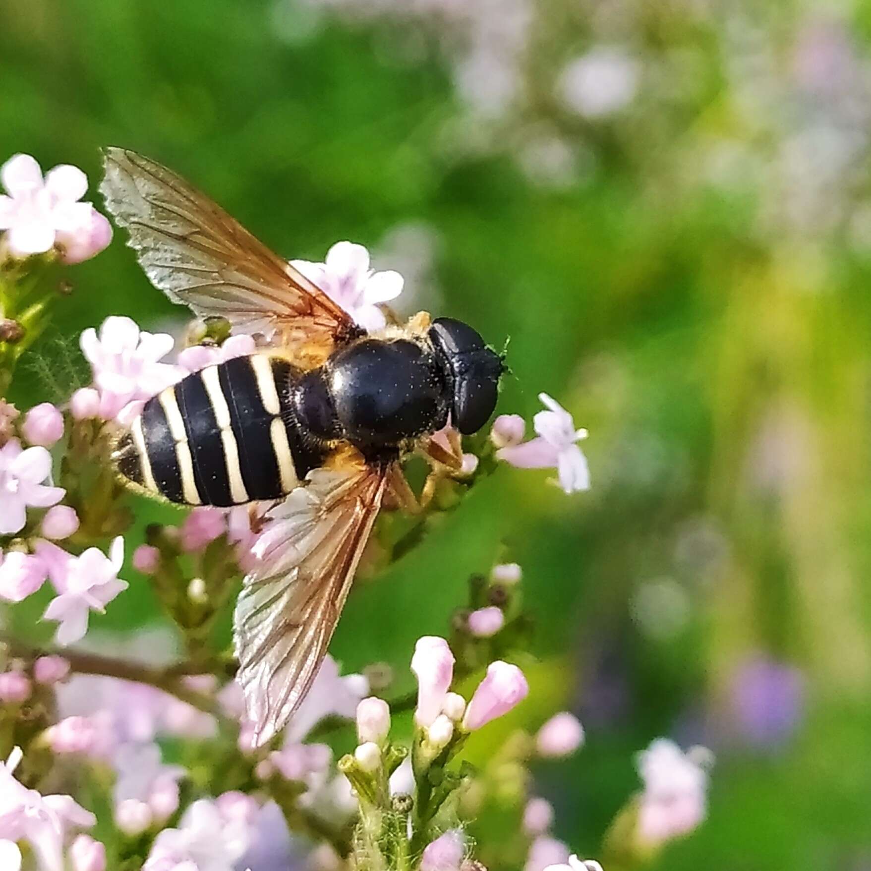 صورة Sericomyia nigra Portschinsky 1873