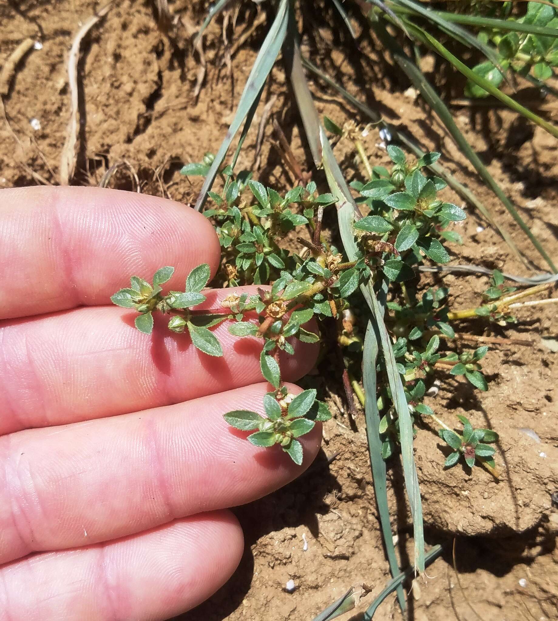 Image of Texas bergia