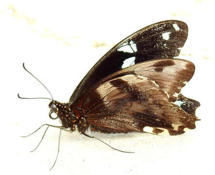 Image of greenbanded swallowtail