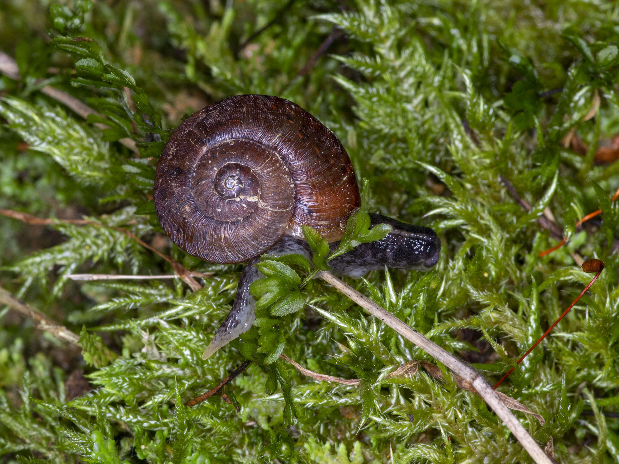 Image of Tasmaphena lamproides (Cox 1868)