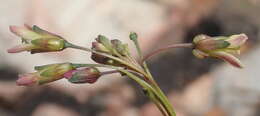 Слика од Heliophila elongata (Thunb.) DC.