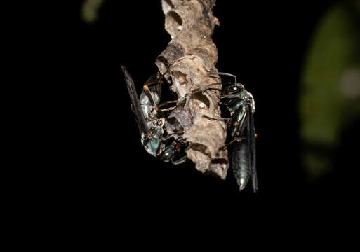 Image of Polistes goeldii Ducke 1904