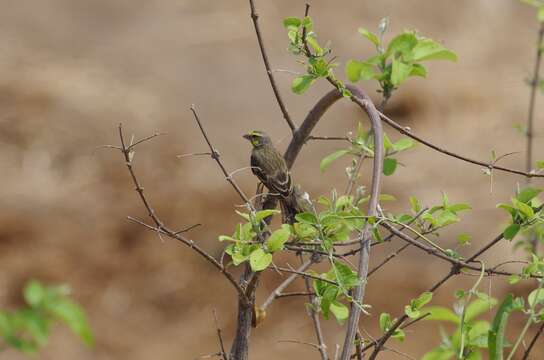 Image of Yellow-fronted Canary