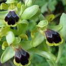 Ophrys sicula Tineo的圖片