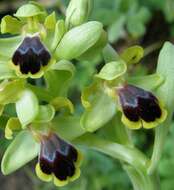 Image of Ophrys sicula Tineo