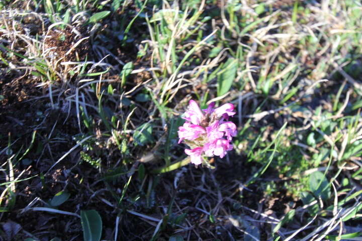 Image of Sudetic Lousewort