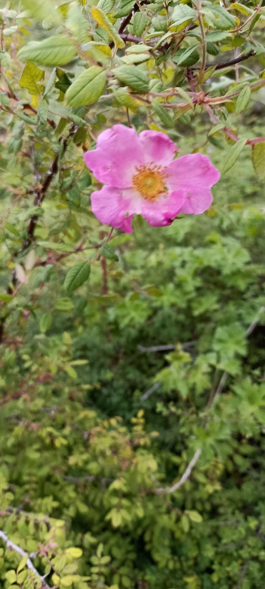 Image of Rosa macrophylla Lindl.