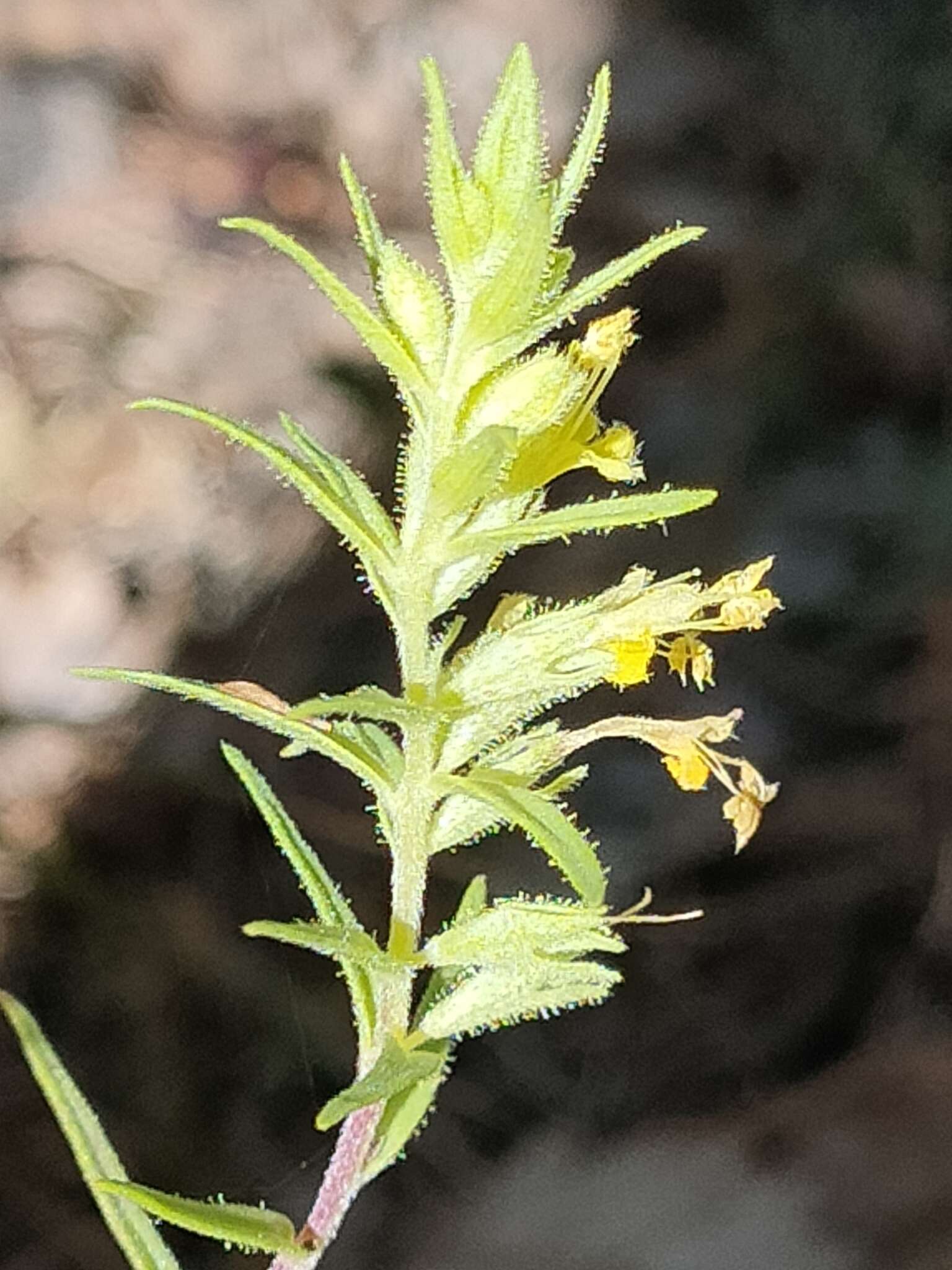 Image of Odontites pyrenaeus (Bubani) Rothm.