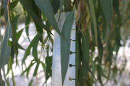 Image of Eucalyptus radiata subsp. radiata