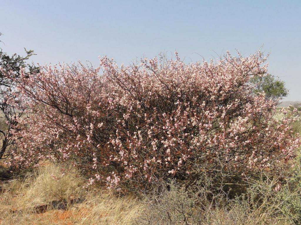 Sivun Senegalia mellifera subsp. detinens (Burch.) Kyal. & Boatwr. kuva