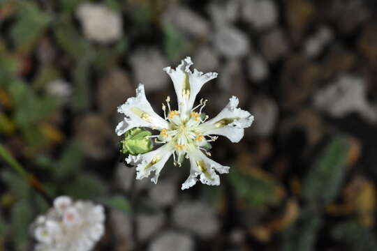 Image of Pinnasa pinnatifida (Gillies ex Arn.) Weigend & R. H. Acuña