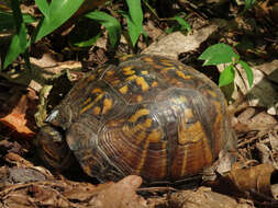 Image of American Box Turtle