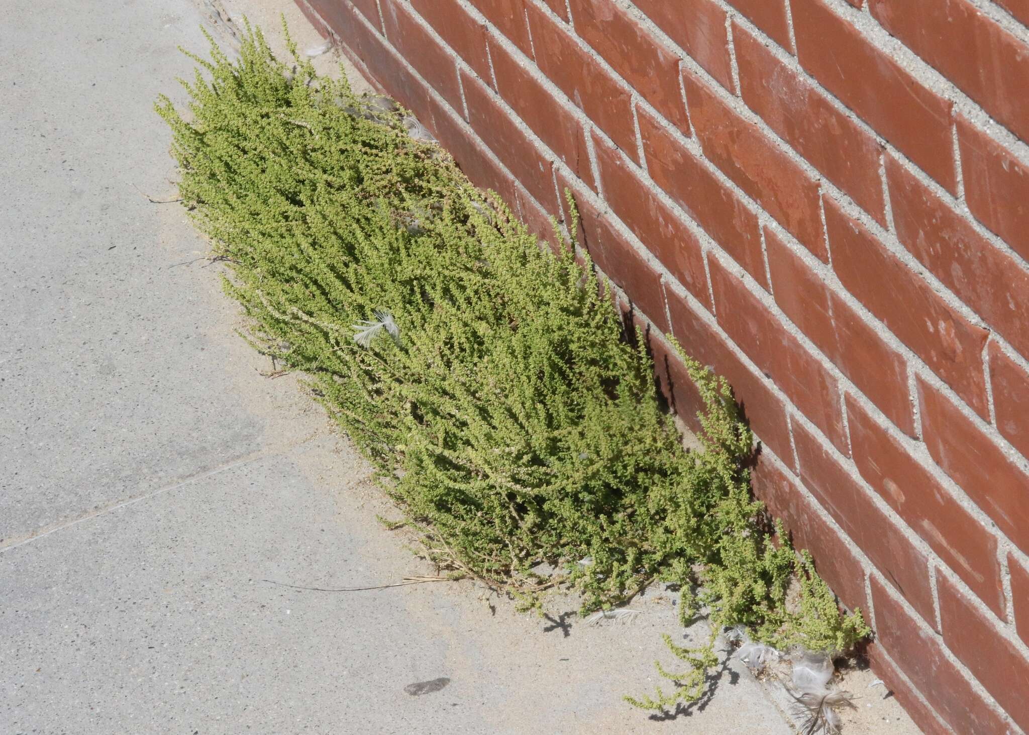 Image of cutleaf goosefoot