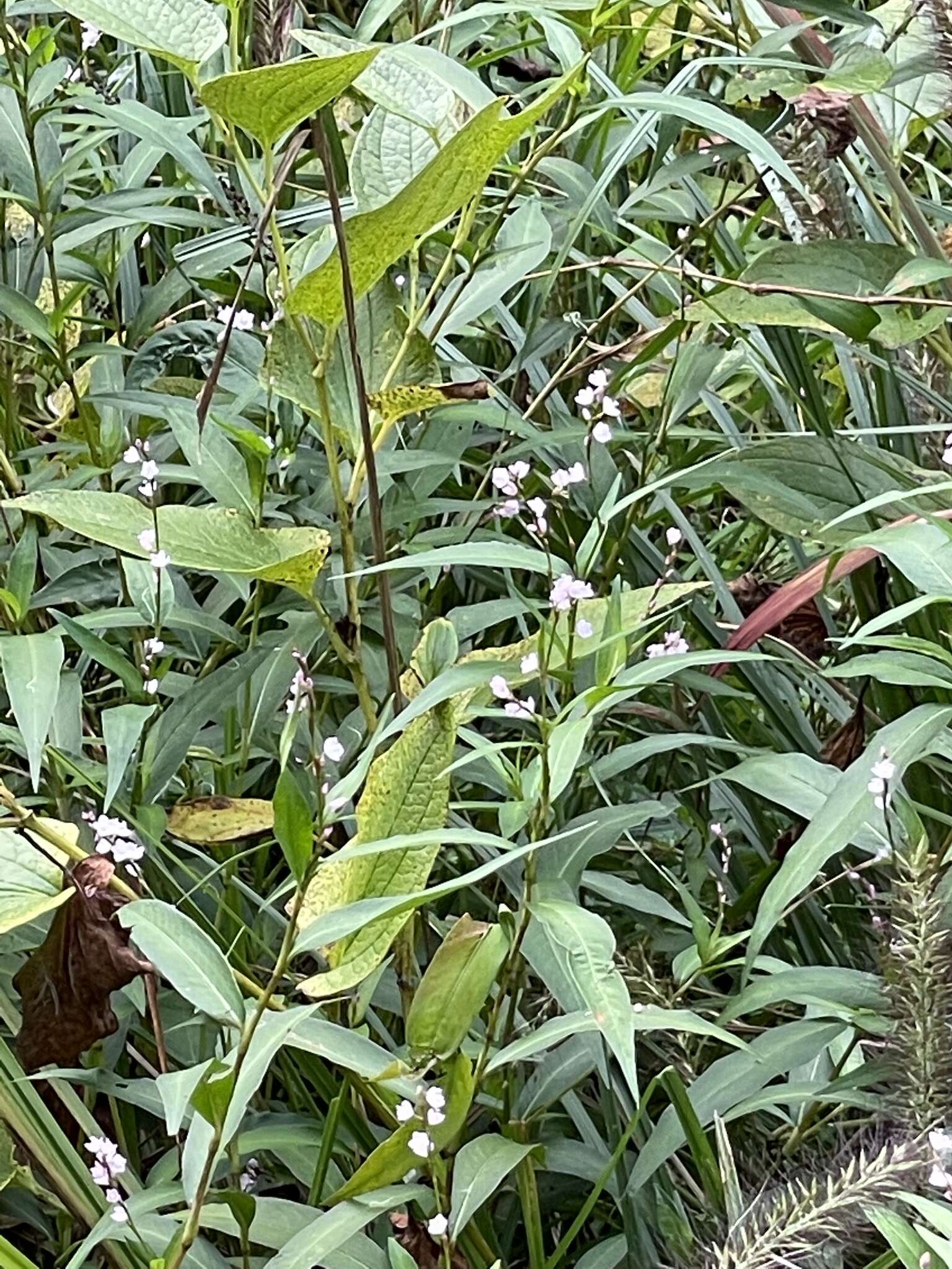 Image of Persicaria japonica (Meisn.) Nakai
