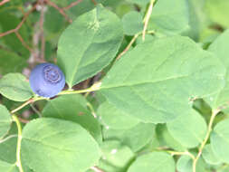 Image of Alaska blueberry