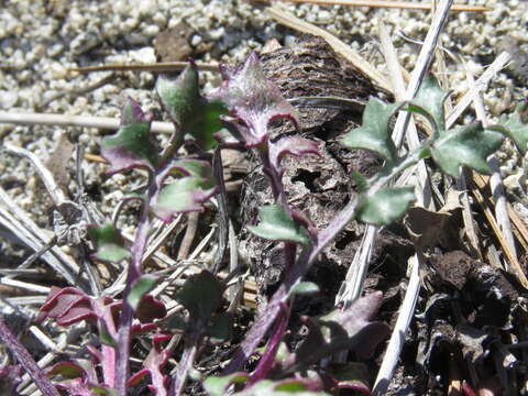 Image of Tehachapi ragwort