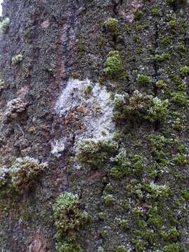 Plancia ëd Athelia arachnoidea (Berk.) Jülich 1972