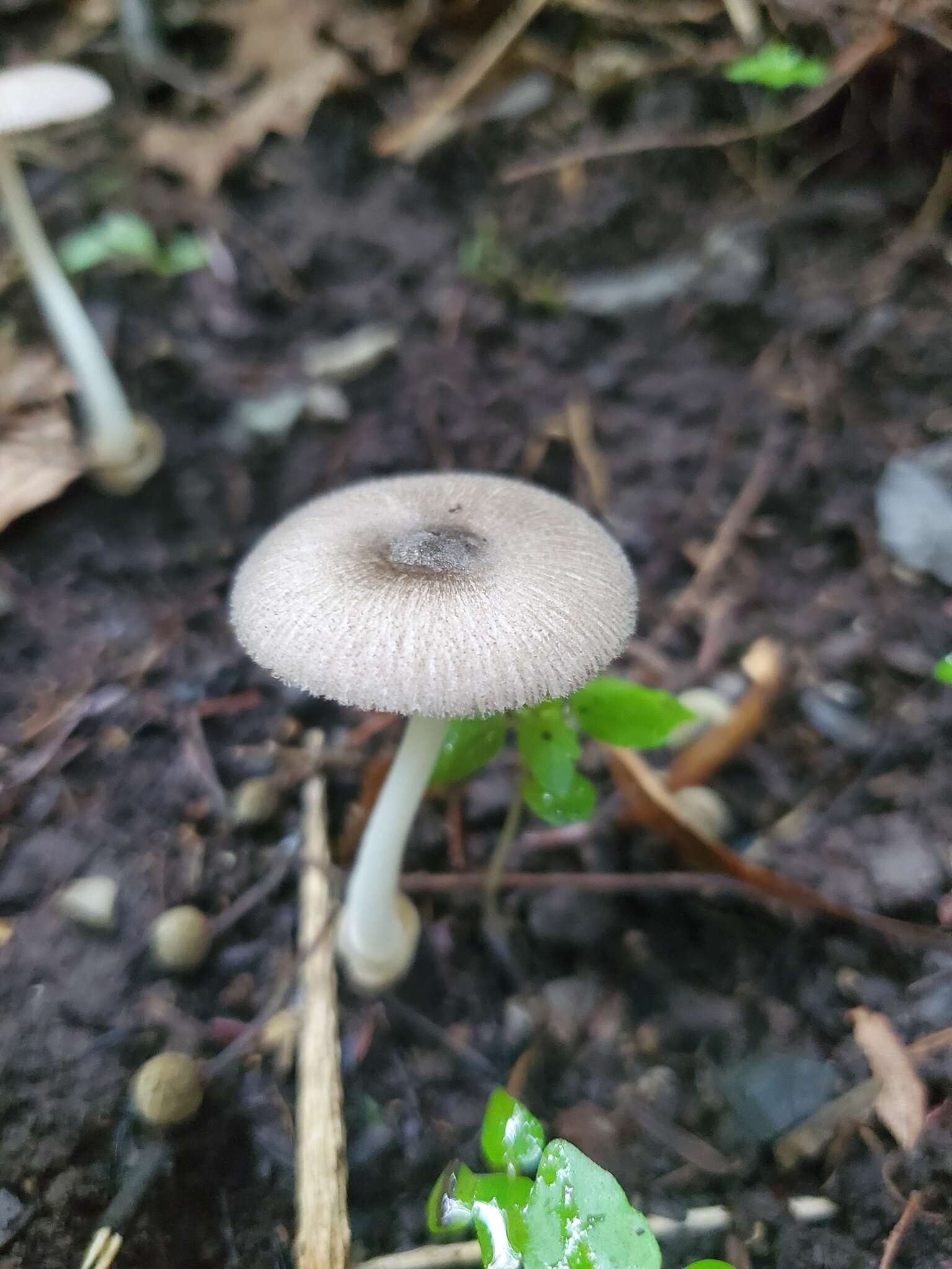 Image of Volvariella pusilla (Pers.) Singer 1951