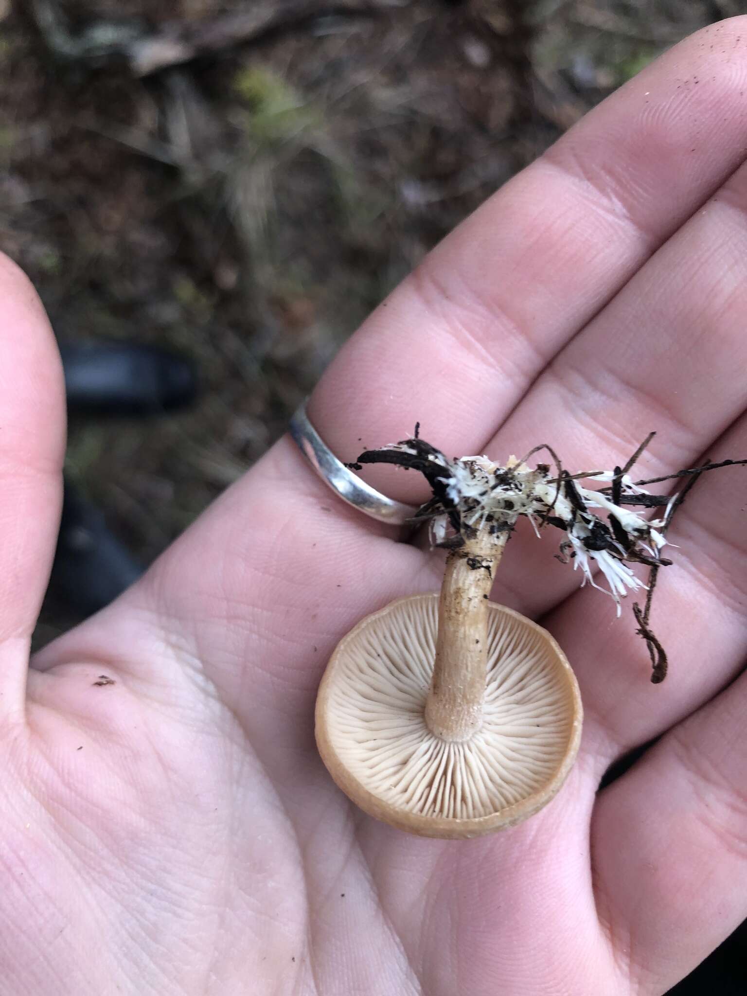 Image of Clitocybe albirhiza H. E. Bigelow & A. H. Sm. 1963