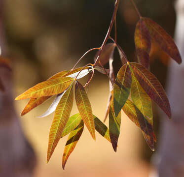 Image of Searsia pendulina (Jacq.) Moffett