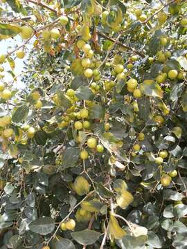 Image of Jujube