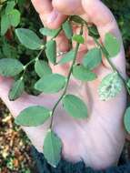 Image of Red Huckleberry