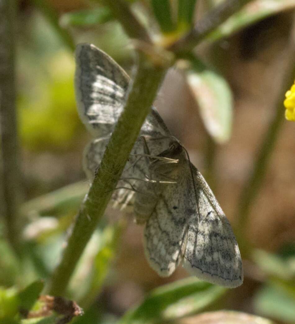 صورة Idaea macilentaria Herrich-Schäffer 1846